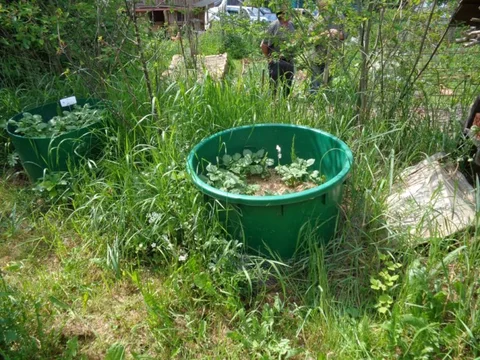 Wassergefäß zwischen dichter Vegetation im Waldgarten