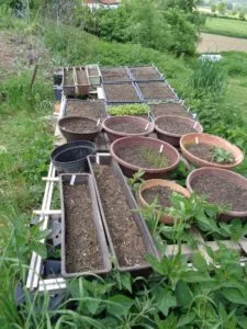 Anzuchttische mit vielen Jungpflanzen in Töpfen