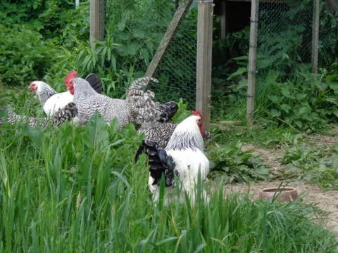 Hühner auf einer Grünfläche im Waldgarten
