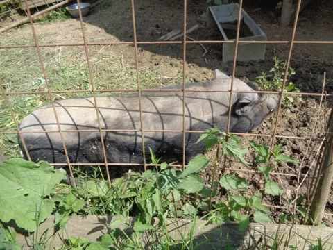 Schwein in einem in die Gartenplanung integrierten Gehege
