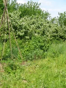Wilde Gartenecke mit hohem Gras als wenig gestörter Bereich