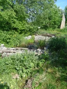 Totholz zwischen dichter Vegetation im Garten