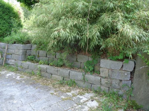Großes Gras direkt an einer wärmespeichernden Steinmauer
