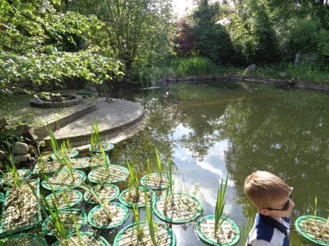 Gartenteich mit Seerosen als Wasser- und Lebensraum