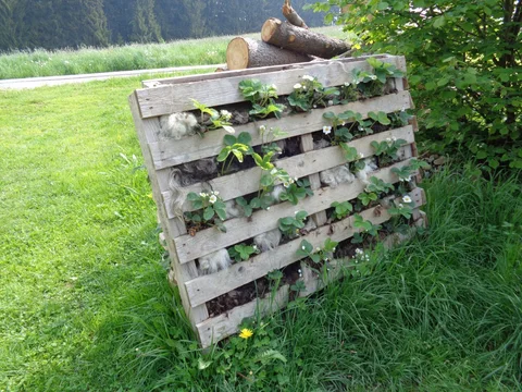 Zwei alte Paletten als vertikale Pflanzwand mit Erdbeeren im Garten