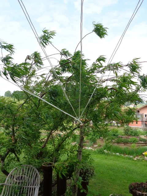 Ausgediente Wäscheleine als Rankhilfe für Hopfen im Garten