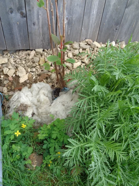 Wollvlies aus Schafwolle als natürlicher Winterschutz für Gartenpflanzen