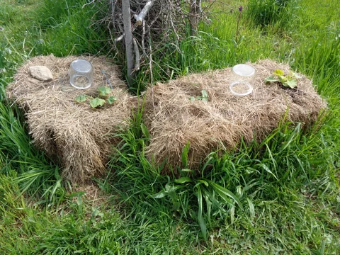 Alte Heuballen werden als bepflanzte Gartenbeete weiterverwendet