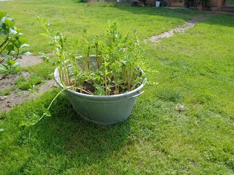 Alte Zinkwanne im Garten mit gelagerten und erneut austreibenden Pastinaken