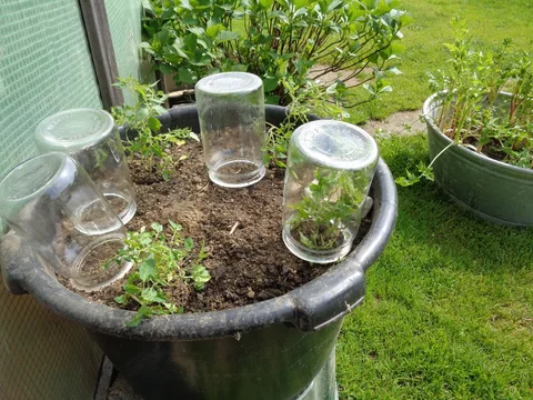 Alte Einmachgläser dienen als kleine Pflanzglocken über Jungpflanzen