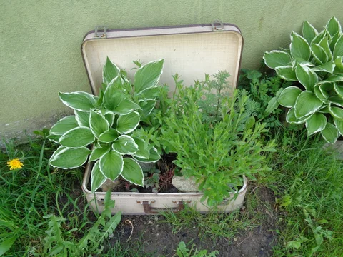 Alter Koffer als dekoratives Pflanzgefäß mit Blumen im Garten