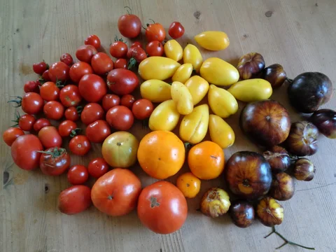Vollreife Tomaten zur Gewinnung von eigenem Saatgut