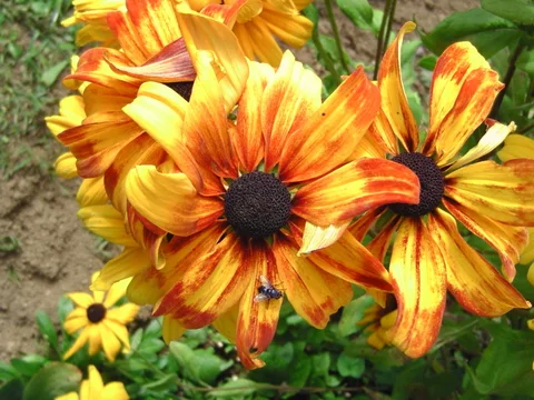 Orange Sommerblumen zur Gewinnung von eigenem Blumensaatgut