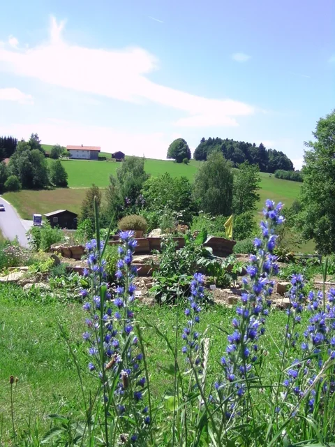 Blühende Stauden im Garten für spätere Saatgutgewinnung