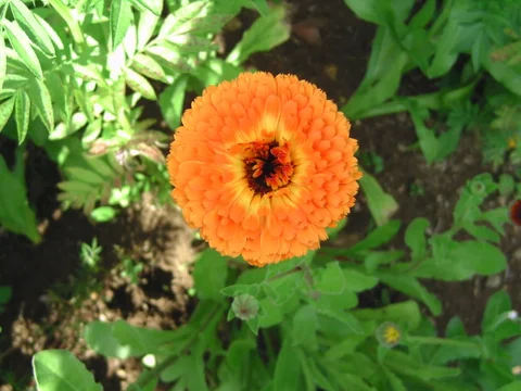 Orange Blüte vor der Ausbildung eines reifen Samenstands