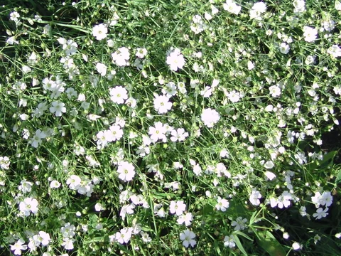 Weiße Blüten im Garten bleiben für die Samenreife stehen
