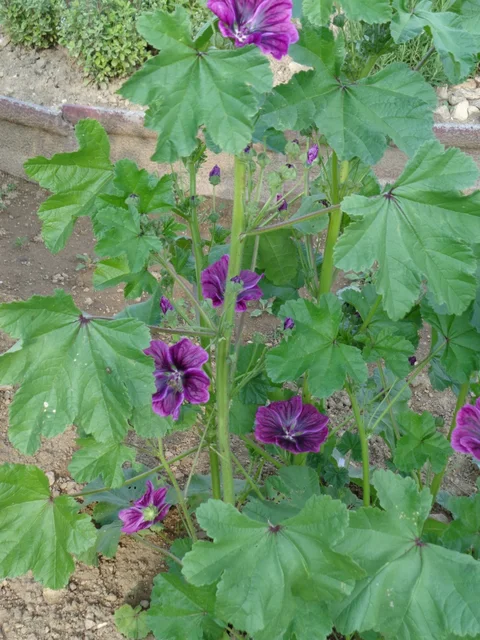 Violette Blüten einer Gartenpflanze zur Saatgutgewinnung