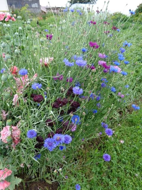 Lebendiges Blumenbeet mit Pflanzen für Blüten und Saatgut