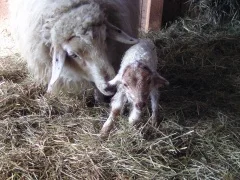 Zackelschaf mit Lamm im Stall