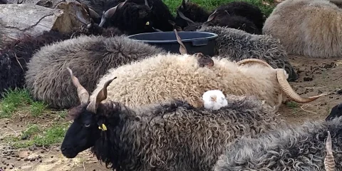 Schwarzes Zackelschaf mit Lamm im Stroh