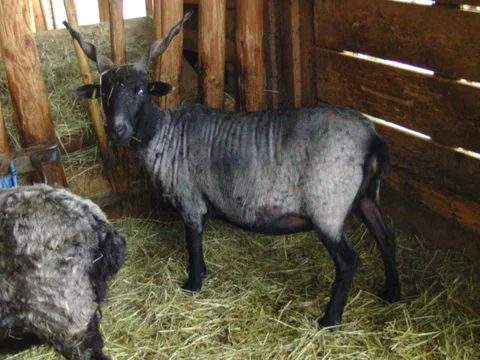 Dunkles Zackelschaf im Stall