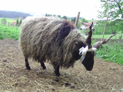 Horntragendes Zackelschaf im Hof