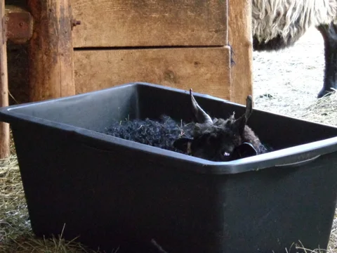 Wasserwanne im Schafstall