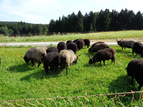 Zackelschafherde auf der Weide