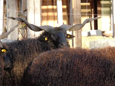 Bock mit gedrehten Hörnern im Stall