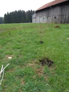 Zwei Reihen Pfosten für den Bau einer Benjeshecke neben der Kräuterspirale