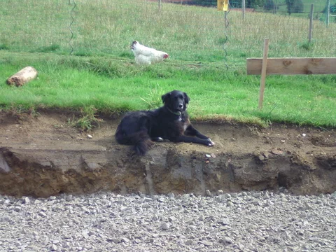 Hund Emma auf der Baustelle des Hühnerstalls