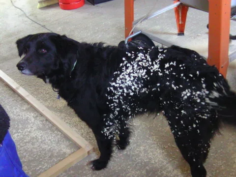 Hund Emma während des Innenausbaus im Hühnerstall
