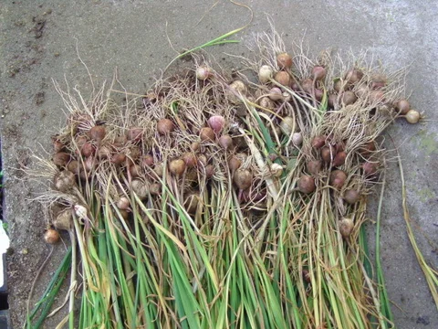 Gebündelte Knoblauchstängel mit Brutzwiebeln nach der Ernte