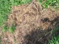 Heubeet für Kartoffeln auf einer gemähten Wiese