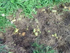 Kartoffeln aus dem ersten Versuch mit Heumulch