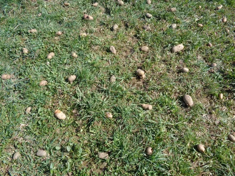 Pflanzkartoffeln mit Abstand auf einer gemähten Wiese