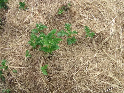 Erste Kartoffeltriebe wachsen durch das Heu