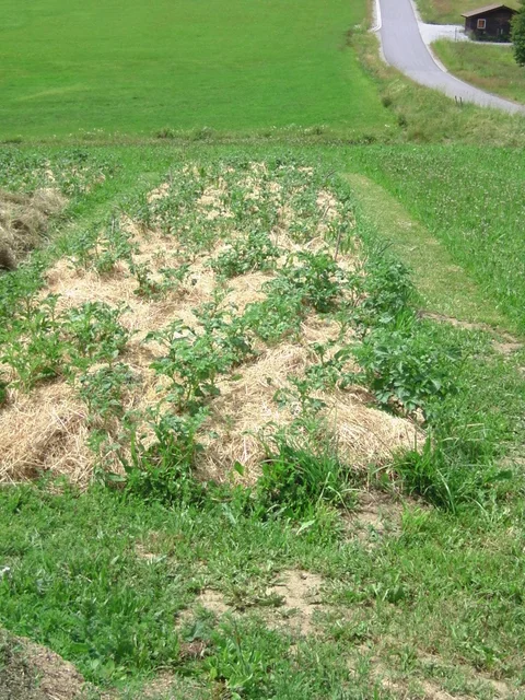 Heukartoffeln während des Wachstums im Juni