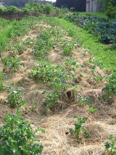 Kräftige Kartoffelpflanzen in einer dicken Heuschicht