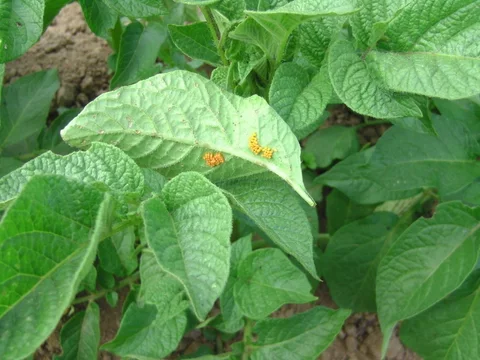 Orangefarbene Eier des Kartoffelkäfers an einer Blattunterseite