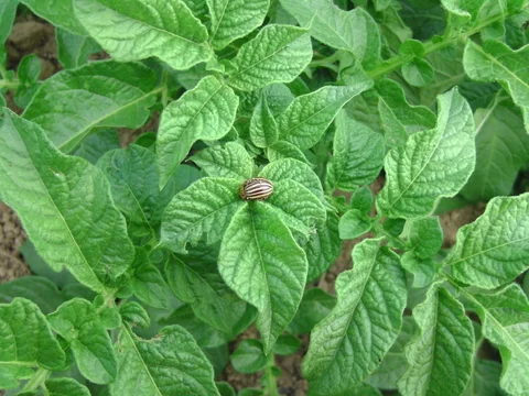Kartoffelkäfer auf dem Blatt einer Kartoffelpflanze