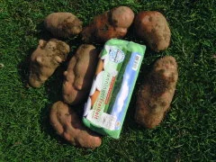 Sehr große Kartoffeln aus dem Heubeet im Größenvergleich