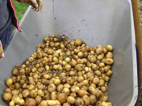 Teil einer Kartoffelernte aus dem Heubeet