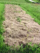 Nahaufnahme einer Heuschicht über Kartoffeln