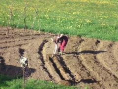 Lisa bei der Arbeit im Gemüsefeld außerhalb des Folientunnels