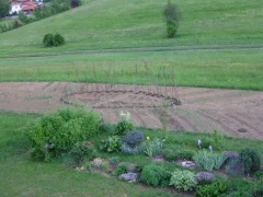 Junge Beete mit Blumen und Gemüse am Rand