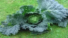 Großer Kohlkopf im Beet